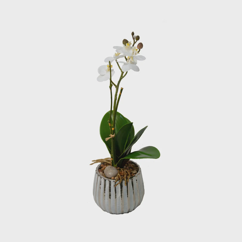 16" White Mini Orchid with Pebble