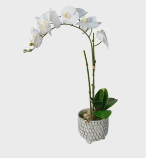 20”White Orchid/ Pot with feet Rocks