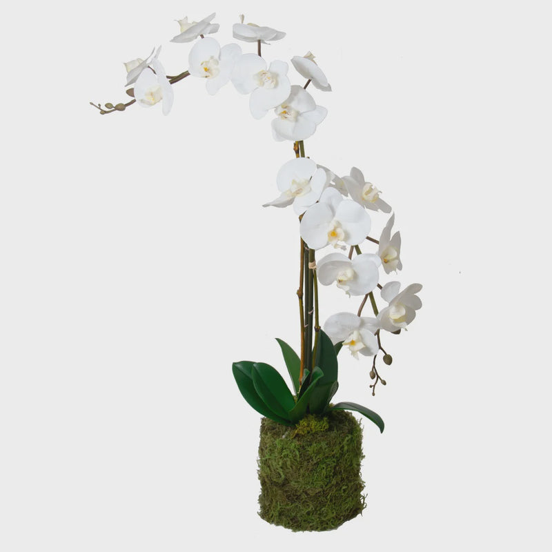 32" Orchid Drop-In