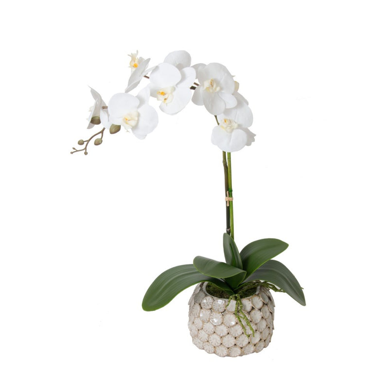 24" White Orchid in Cream Textured Pot