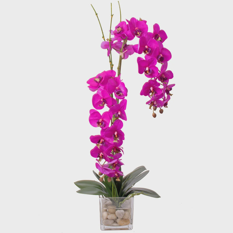 35" Orchid Potted with Stones